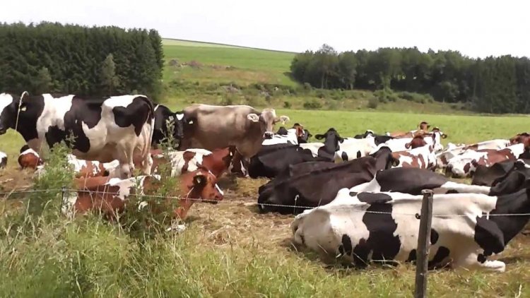 Woman Takes Husband`s Cows To Her Parents As Dowry