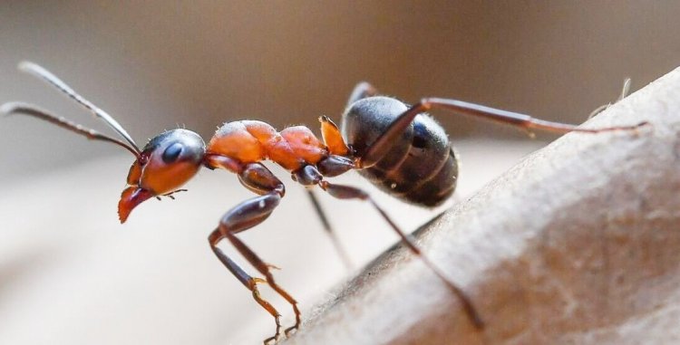 Amazing!! See These Ants That Feed On Each Other In Disguise
