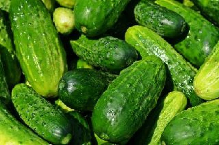 Health Secrets of using Cucumbers in day to day life