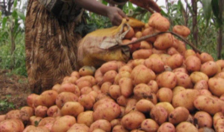Fertilizer Subsidy Project To Potato Farmers