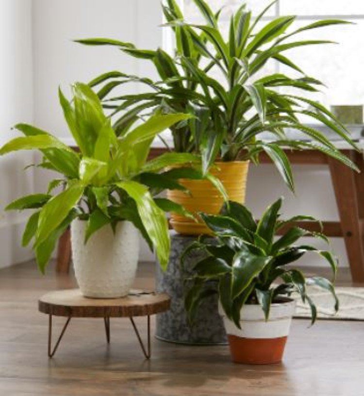 6 Intriguing Houseplants That You Should Consider