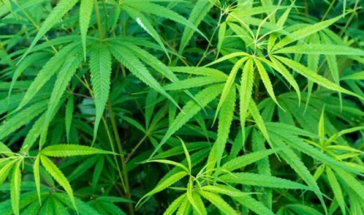 Man Arrested For Planting Bhang, Embu County