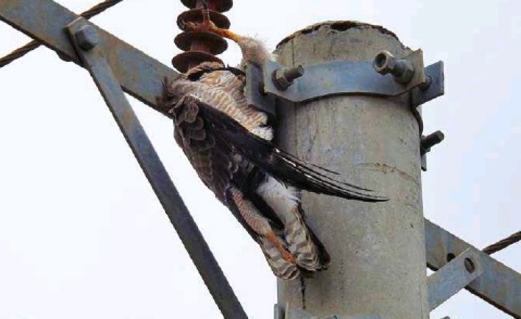 Kenya Power Increases Measures To Prevent Bird Electrocution