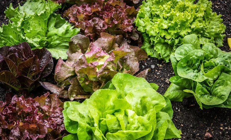 How to Grow Lettuce  From Seed at Home