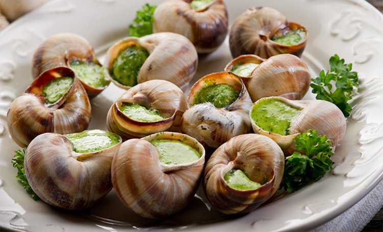 Why You Should Feed Your Children with Snail Meat