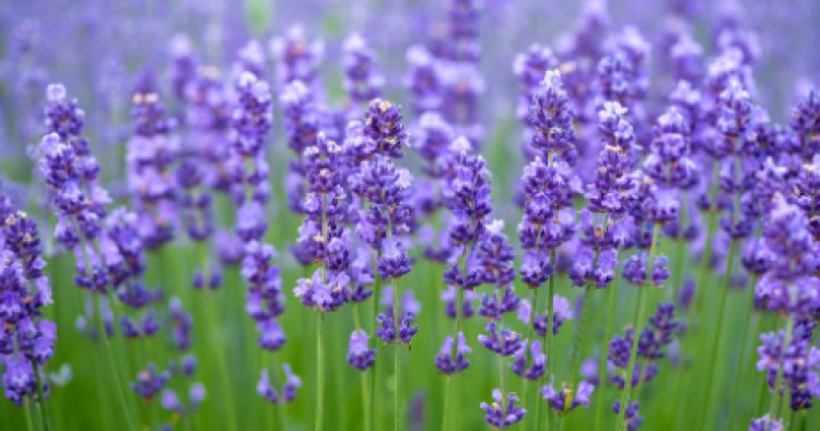 How to Grow Lavender Plants