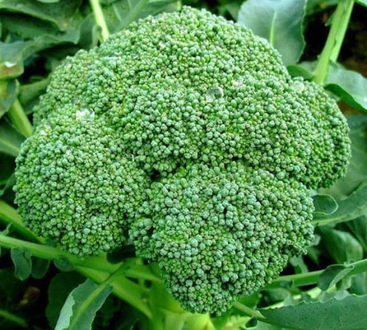 How to Plant Broccoli In Your Home Garden