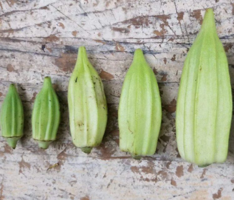 How to Grow Okra from Seeds