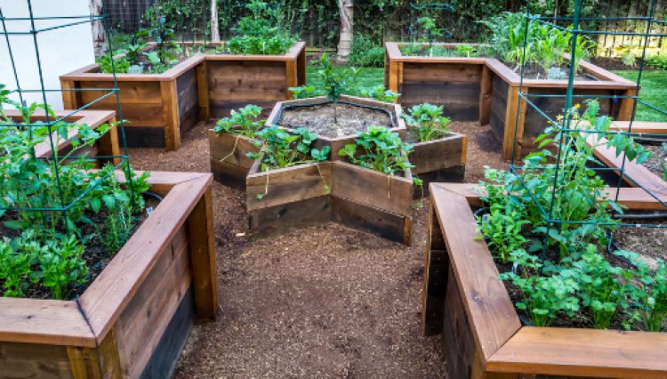 What to Know About Raised Bed Gardening