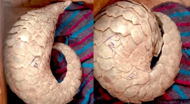 DCI Arrest Three In Kwale For Being In Possession Of A Pangolin