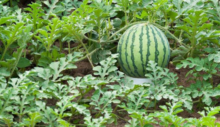 A Guide To Growing Melons