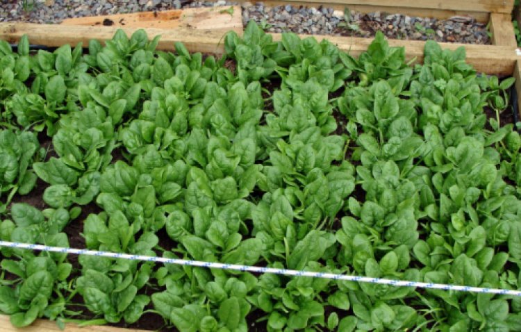 How To Grow Spinach From Seed In Kenya