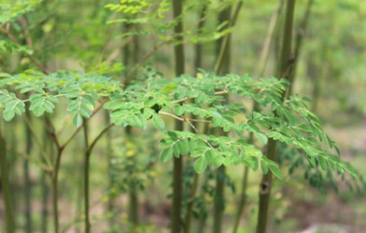 A Guide To Growing Moringa Plants in Your Garden